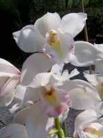 /album/foto%c4%9fraflar/beyaz-orkide-jpg1/